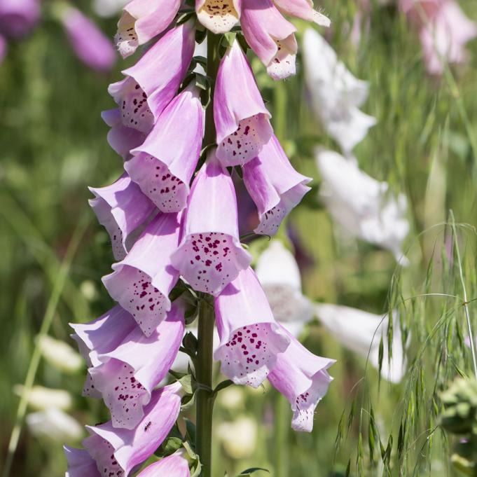 G1596 Digitalis Purpurea Dalmatian Rose 11 D01cd75d 3330 4d88 A1f6 A249a4b00a18 from www redcrocus com