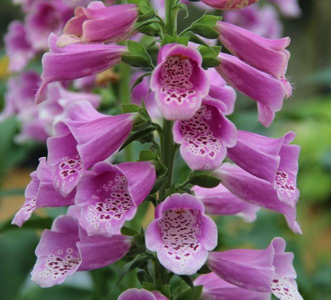 G1596 Digitalis Purpurea Dalmatian Rose 12 E183f1fb 1349 427b 8b9e 15b5bba5e051 from www redcrocus com
