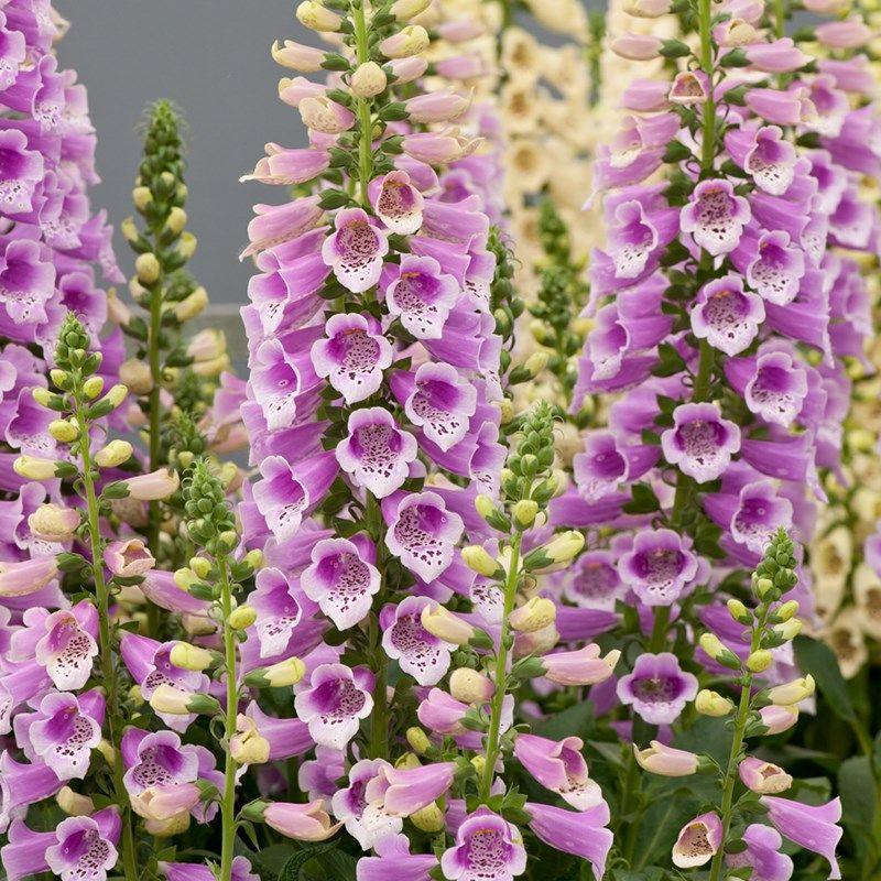 G1596 Digitalis Purpurea Dalmatian Rose 13 0f9961ee 06d4 4979 9975 A6a07737888d from www redcrocus com