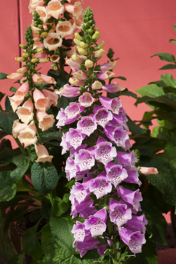 G1596 Digitalis Purpurea Dalmatian Rose 14 736a97ac 5357 4e54 823d C9f3896fcc0d from www redcrocus com