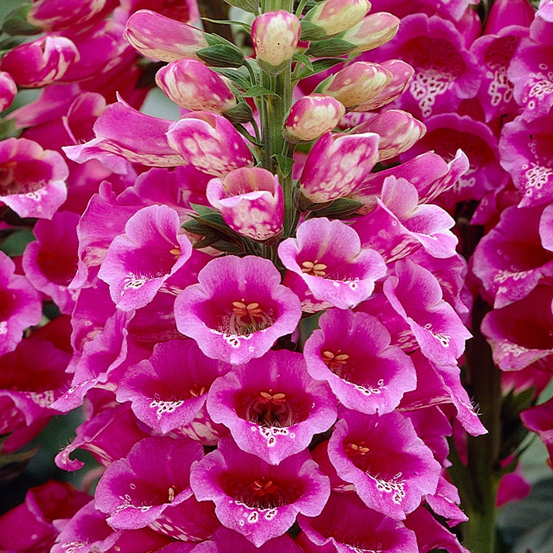 G1596 Digitalis Purpurea Dalmatian Rose 15 9f4d72bb E9eb 4068 B755 Ba678dfaa821 from www redcrocus com