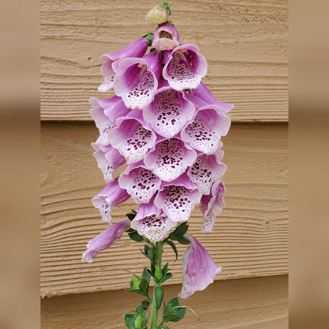 G1596 Digitalis Purpurea Dalmatian Rose 16 5f843195 De98 4ea0 8db4 3f6f514acf0a from www redcrocus com