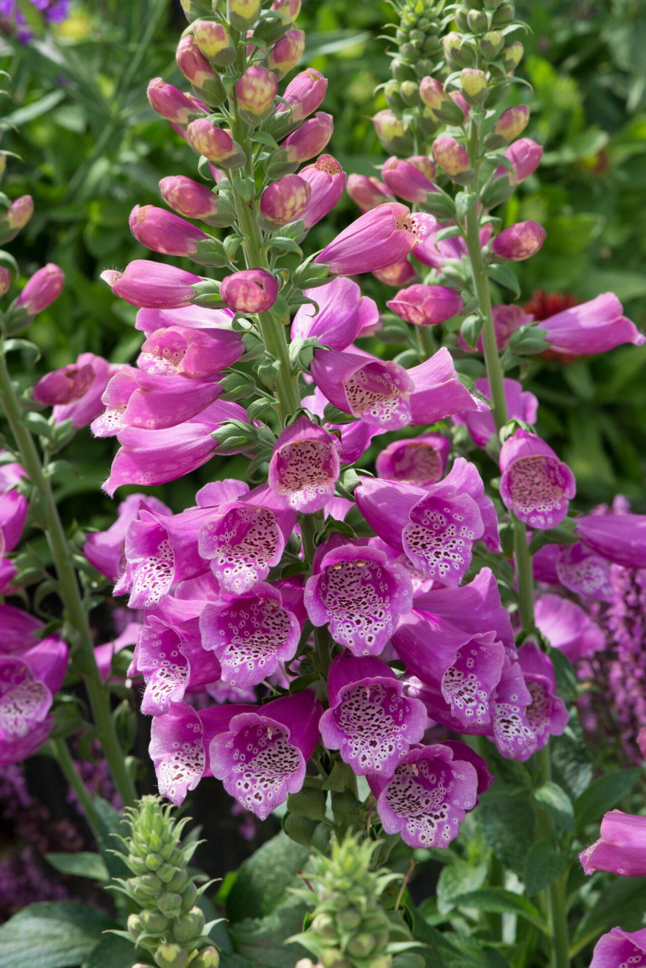 G1596 Digitalis Purpurea Dalmatian Rose 17 E8b827f5 5ce8 498e 8ab9 Ef575473d10a from www redcrocus com