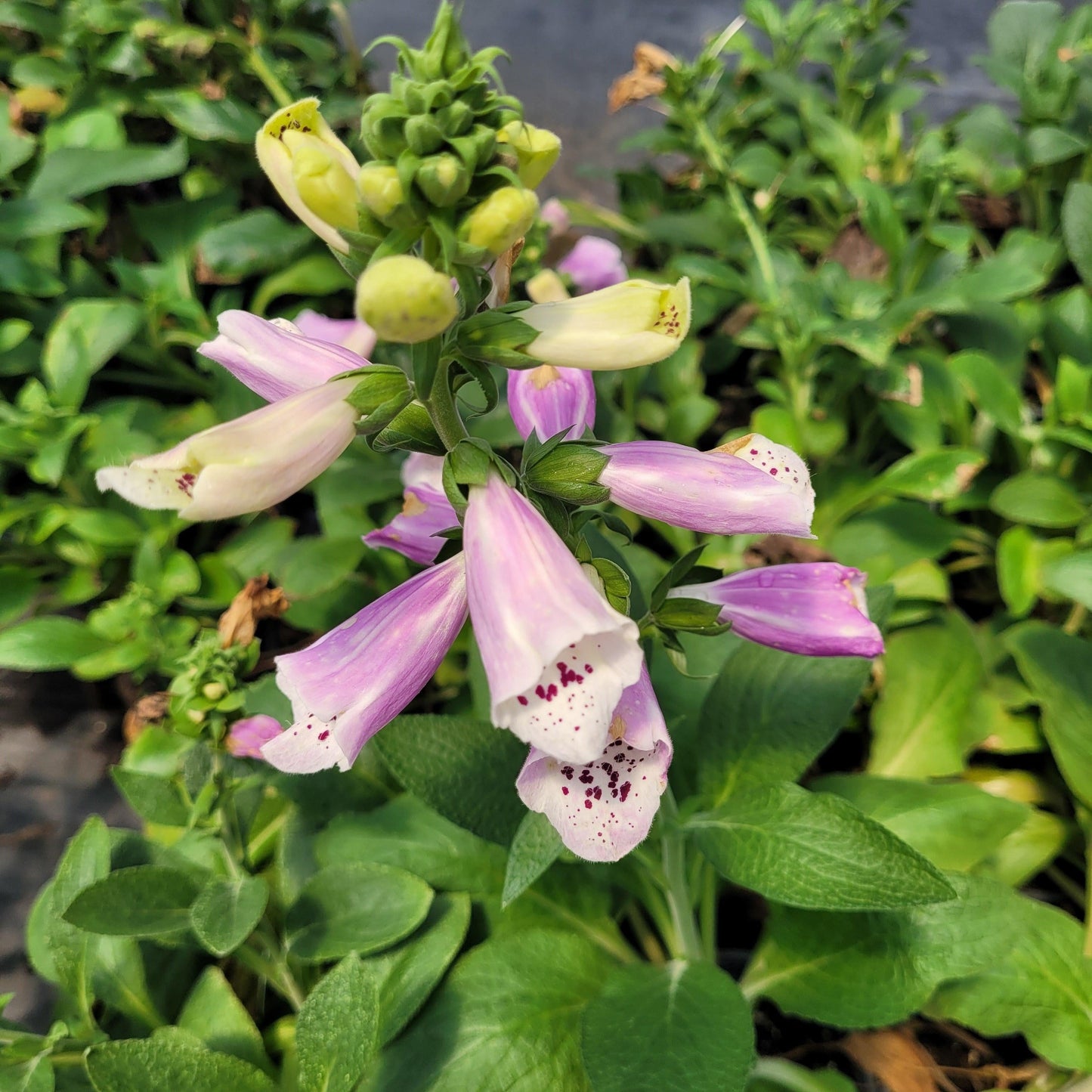 G1596 Digitalis Purpurea Dalmatian Rose 18 797ee008 848f 48ea 9ad9 0a259c3e9a6e from www redcrocus com