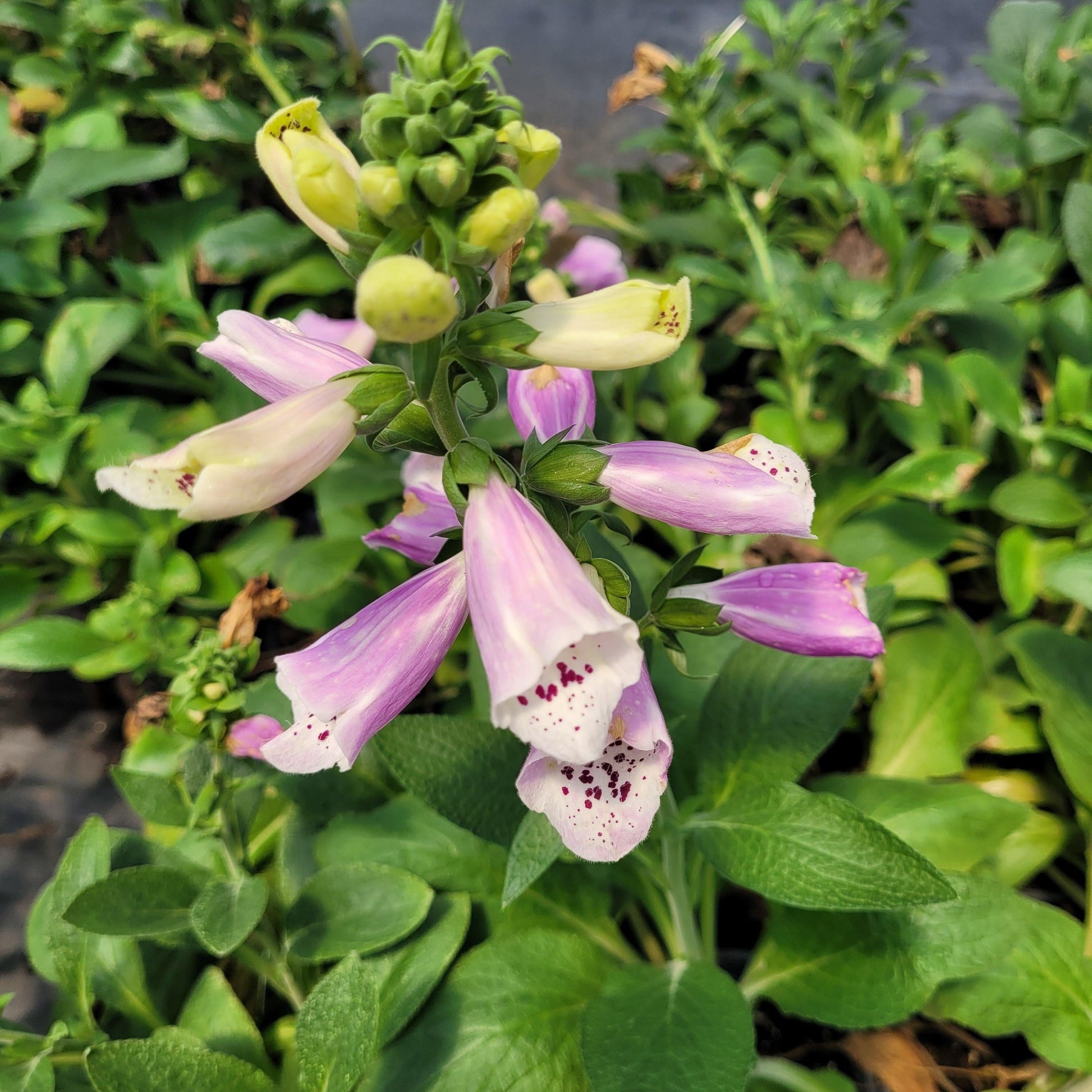 G1596 Digitalis Purpurea Dalmatian Rose 18 797ee008 848f 48ea 9ad9 0a259c3e9a6e from www redcrocus com