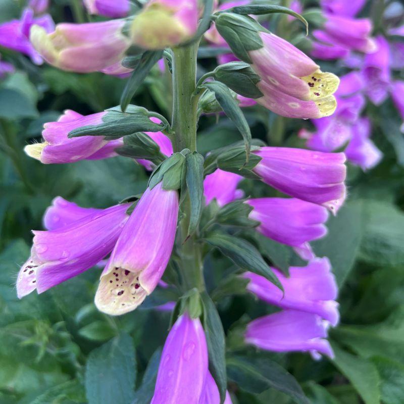 G1596 Digitalis Purpurea Dalmatian Rose 19 14b05f1c 8235 44ef 9ad9 5f92aaf9ade9 from www redcrocus com
