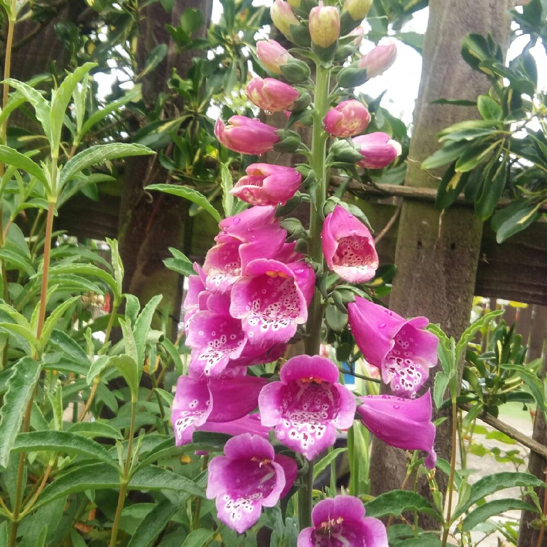 G1596 Digitalis Purpurea Dalmatian Rose 1 34a65905 A17b 4995 9047 00de09acdba1 from www redcrocus com