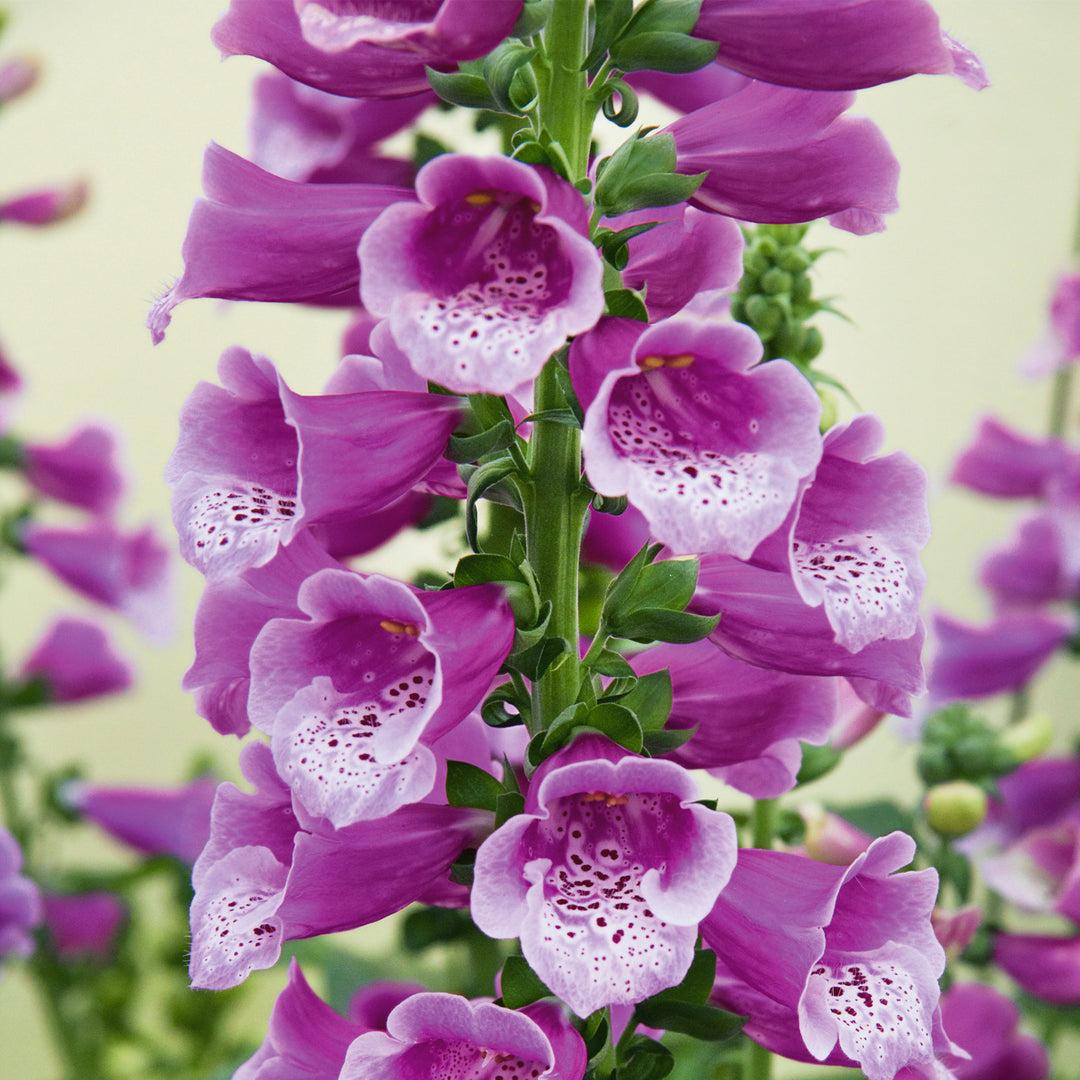 G1596 Digitalis Purpurea Dalmatian Rose 20 E9f2aff2 7342 4dc7 9a19 E82bc17677d8 from www redcrocus com