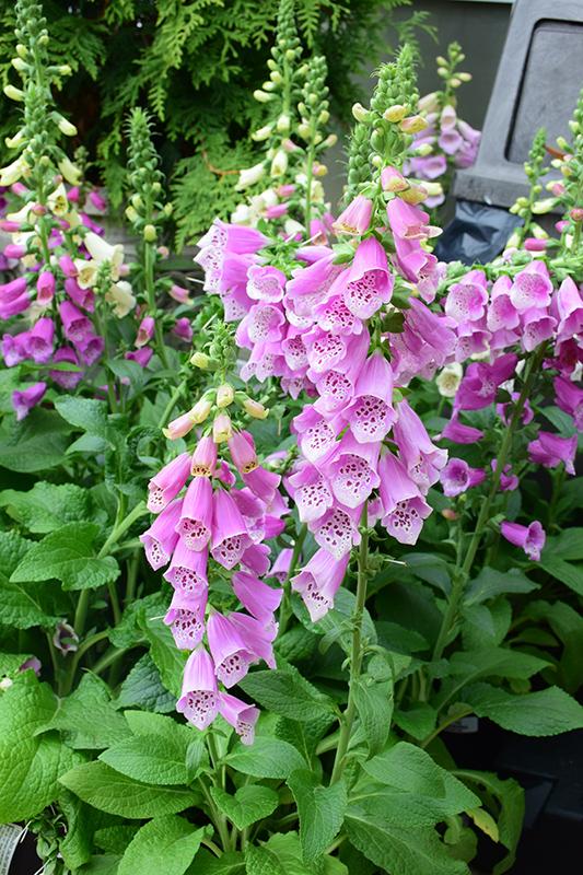 G1596 Digitalis Purpurea Dalmatian Rose 2 70531dd7 Efcb 4ec7 8f7c 9a1de6b6af38 from www redcrocus com