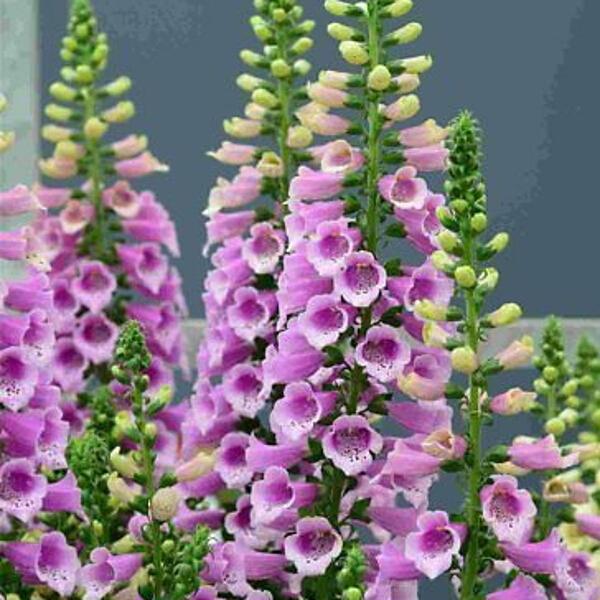G1596 Digitalis Purpurea Dalmatian Rose 3 Aa989b11 Faac 41ba Aae9 465b38999df2 from www redcrocus com