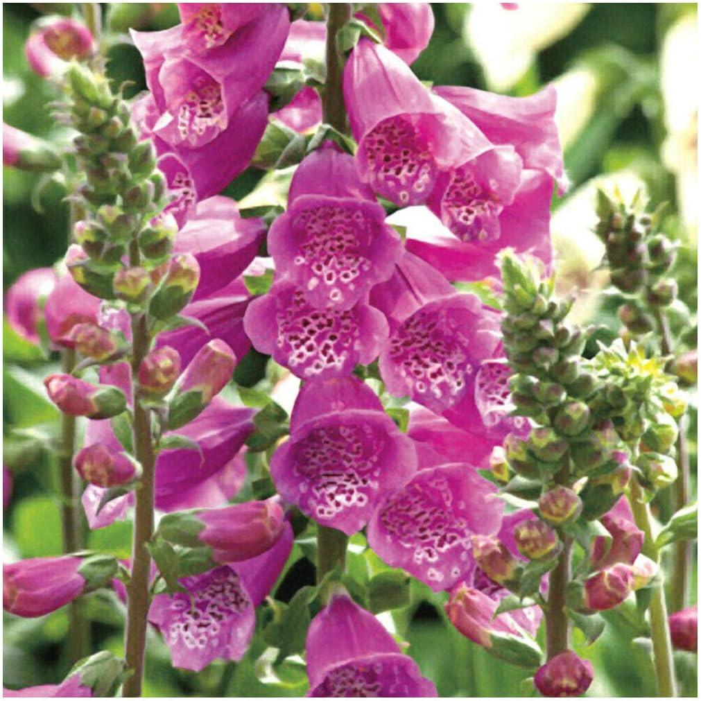 G1596 Digitalis Purpurea Dalmatian Rose 4 9e67b53f Ef41 4b58 954f 90f3eaec4566 from www redcrocus com