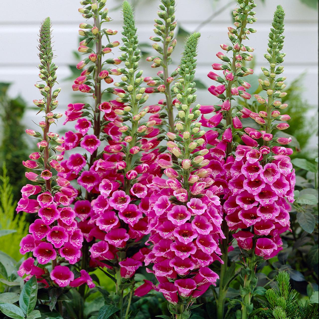 G1596 Digitalis Purpurea Dalmatian Rose 6 1f348da1 48d3 4e98 Bfd1 2c8755fb6b3d from www redcrocus com