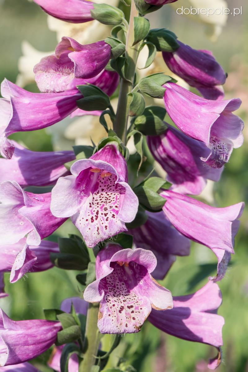 G1596 Digitalis Purpurea Dalmatian Rose 7 C4b8e075 8f66 4058 97ac 96c3652cb1b3 from www redcrocus com