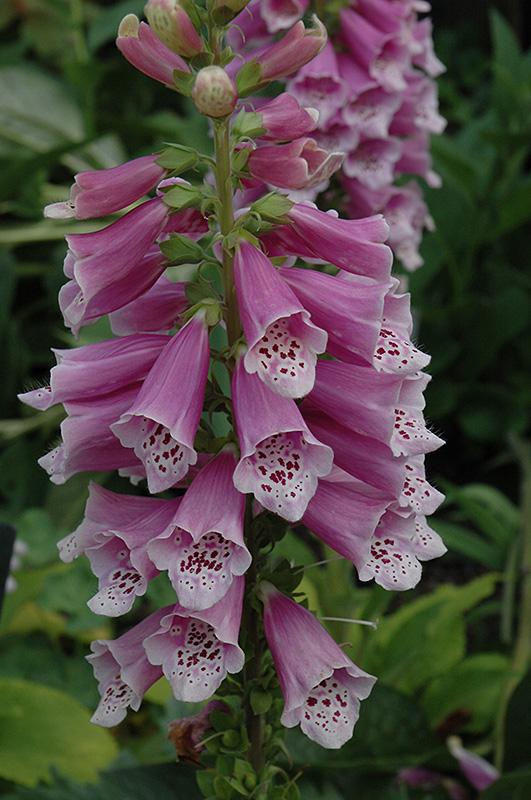 G1596 Digitalis Purpurea Dalmatian Rose 8 27278984 7cdf 4574 97dc Bb9e4991fd5e from www redcrocus com