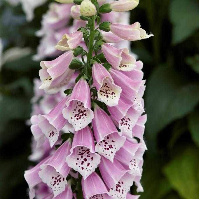G1596 Digitalis Purpurea Dalmatian Rose 9 2bbdca92 08bb 4c5f 9405 3ef28f7dc77e from www redcrocus com