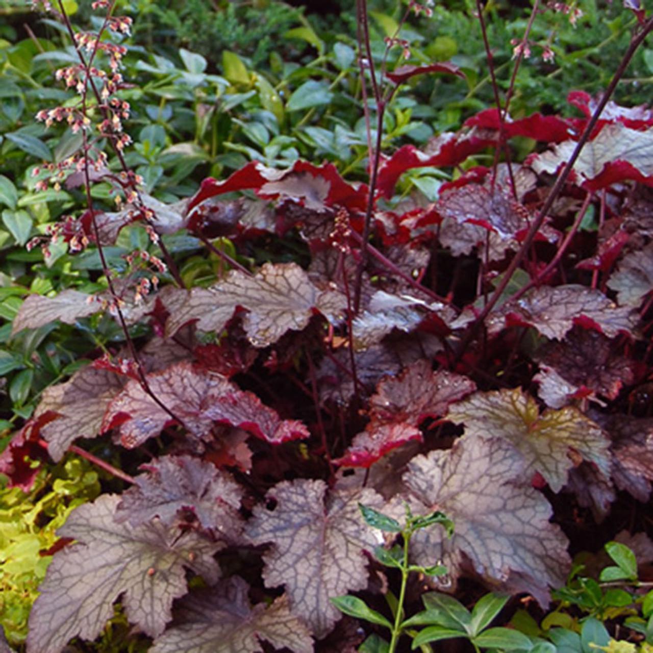 G1631 Heuchera X Purple Rain - View 10 from www redcrocus com