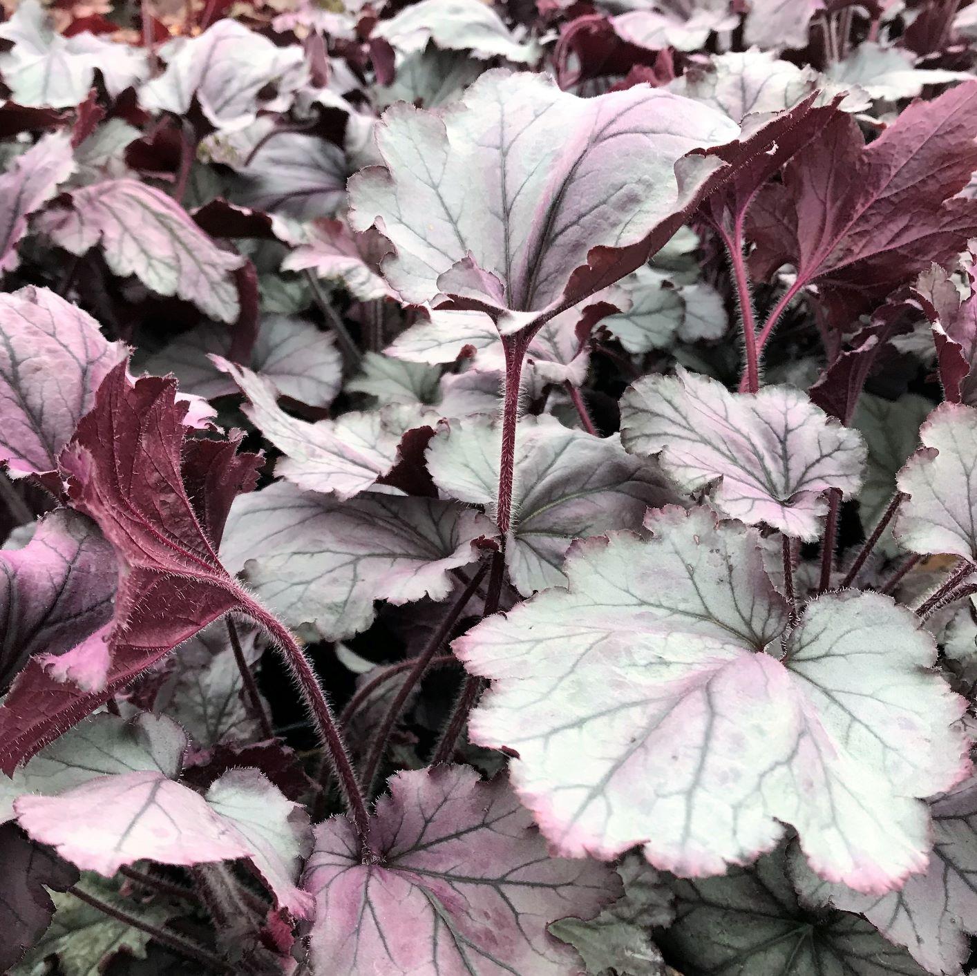 G1631 Heuchera X Purple Rain - View 14 from www redcrocus com