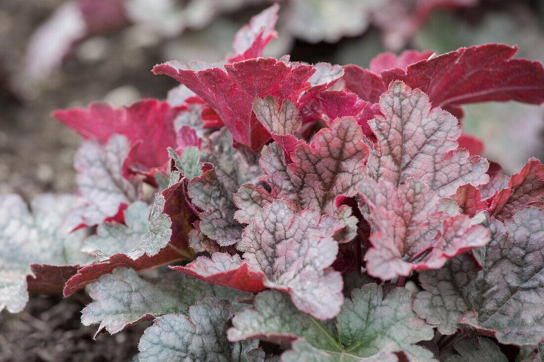 G1631 Heuchera X Purple Rain - View 2 from www redcrocus com