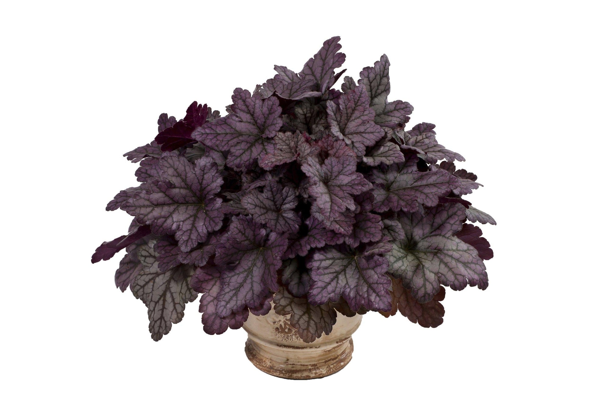 G1631 Heuchera X Purple Rain - View 5 from www redcrocus com