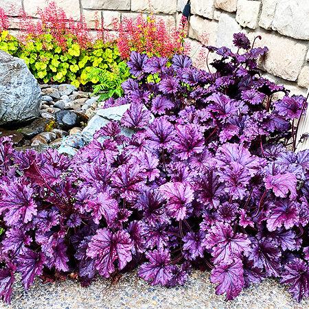 G1631 Heuchera X Purple Rain - View 9 from www redcrocus com