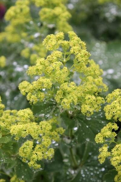 G1633 Alchemilla Mollis Thriller 11 1178f98d 5b00 4a16 B4da 15b34c6e75da from www redcrocus com