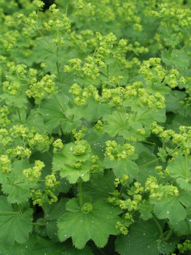 G1633 Alchemilla Mollis Thriller 12 3ecb753c 7c92 4778 8ac0 067337c91744 from www redcrocus com
