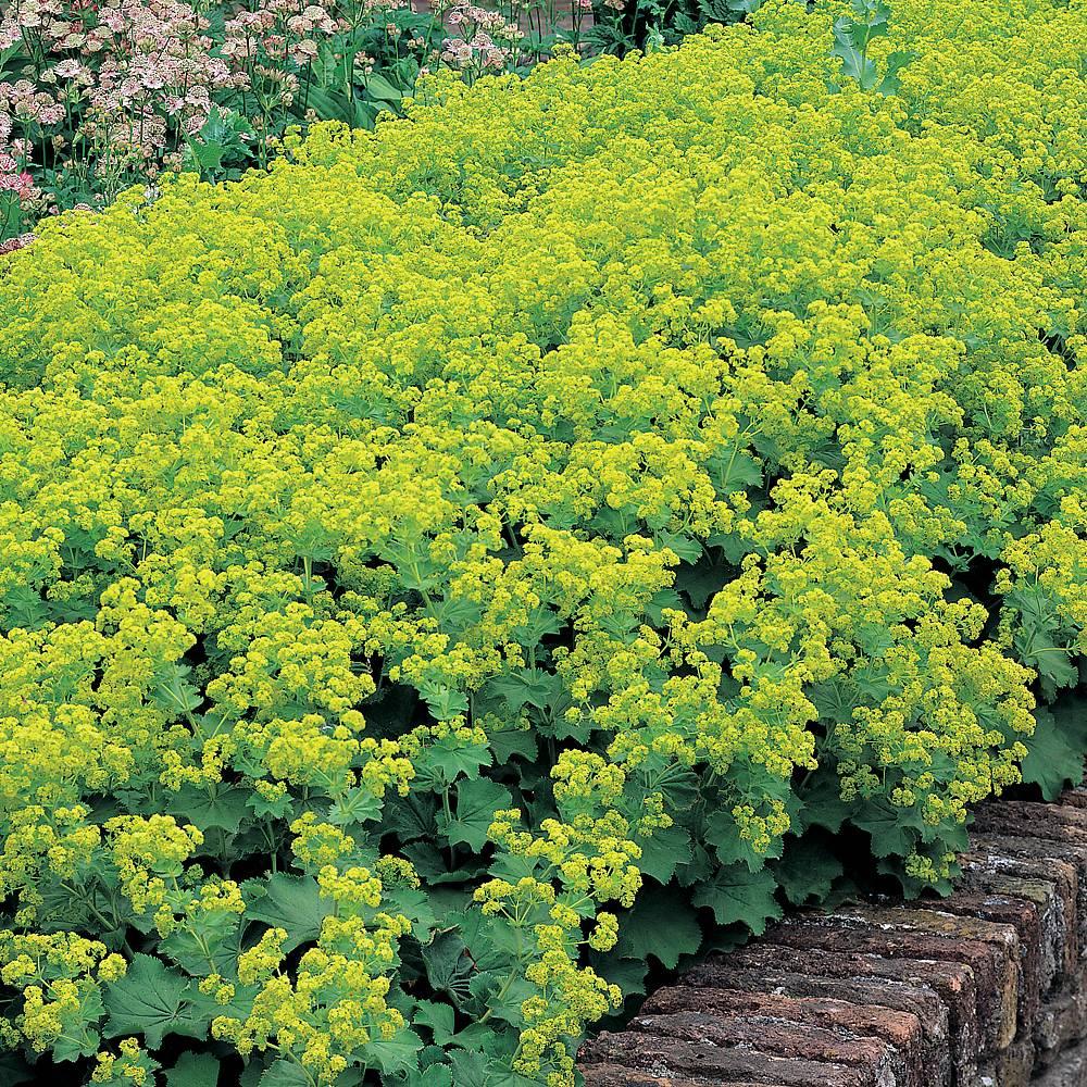 G1633 Alchemilla Mollis Thriller 2 6b614470 9ca4 4858 Ba22 4bed631cacef from www redcrocus com