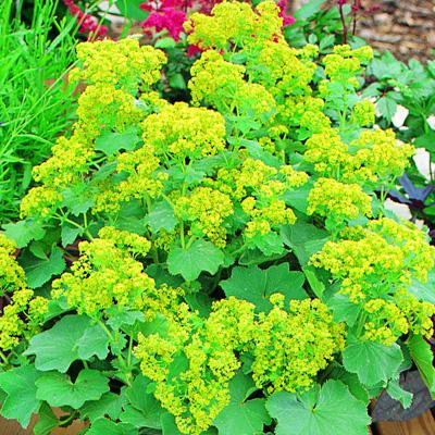 G1633 Alchemilla Mollis Thriller 8 5edeaada 2d41 499e 92e1 905f0bfdf735 from www redcrocus com