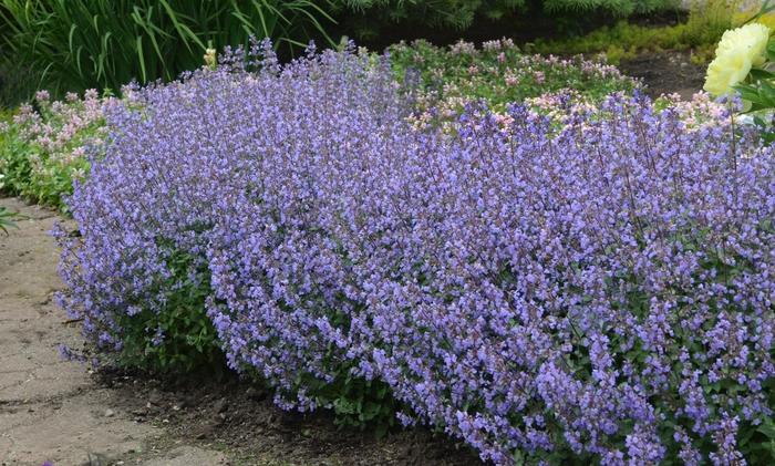 G1638 Nepeta X Faassenii Purrsian Blue 10 80e53796 4fec 4622 Aef8 775e84980756 from www redcrocus com