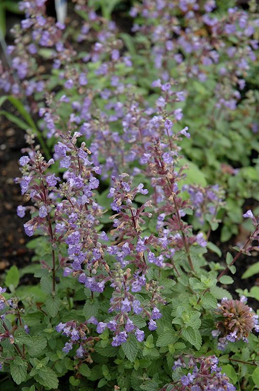 G1638 Nepeta X Faassenii Purrsian Blue 11 Dc0b8052 Edf2 4e0d 9d77 21a8760c46da from www redcrocus com