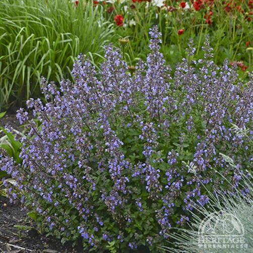 G1638 Nepeta X Faassenii Purrsian Blue 12 79642379 9924 4089 9188 E9e0cf6968be from www redcrocus com