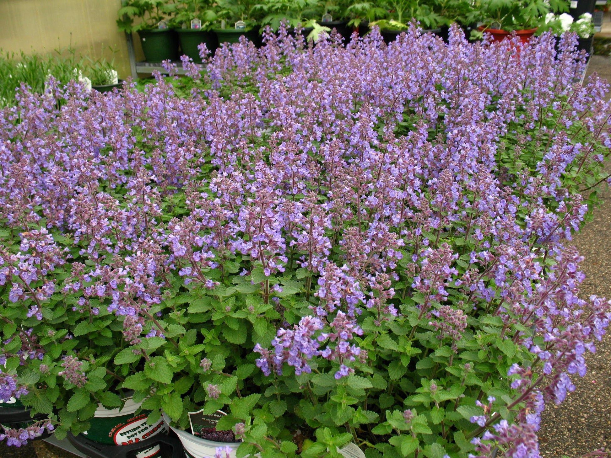 G1638 Nepeta X Faassenii Purrsian Blue 14 Adf8a250 442c 4c10 886a 90a4469d5b35 from www redcrocus com