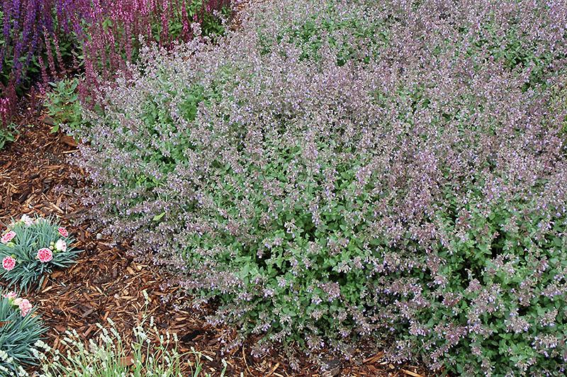 G1638 Nepeta X Faassenii Purrsian Blue 16 06d60e6c Ae34 4fb1 A7fb 0440a98e9f8d from www redcrocus com