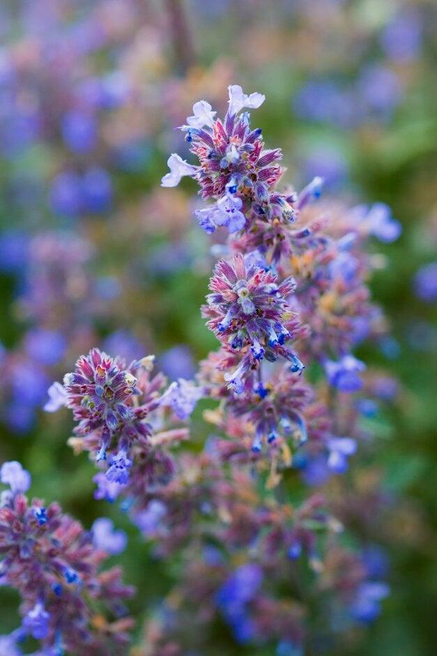 G1638 Nepeta X Faassenii Purrsian Blue 17 F6072170 6277 4f81 A114 5ff6edab9a14 from www redcrocus com