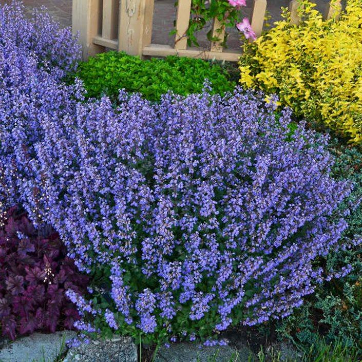 G1638 Nepeta X Faassenii Purrsian Blue 1 7165b774 F975 44e1 9edd 3098704c208a from www redcrocus com