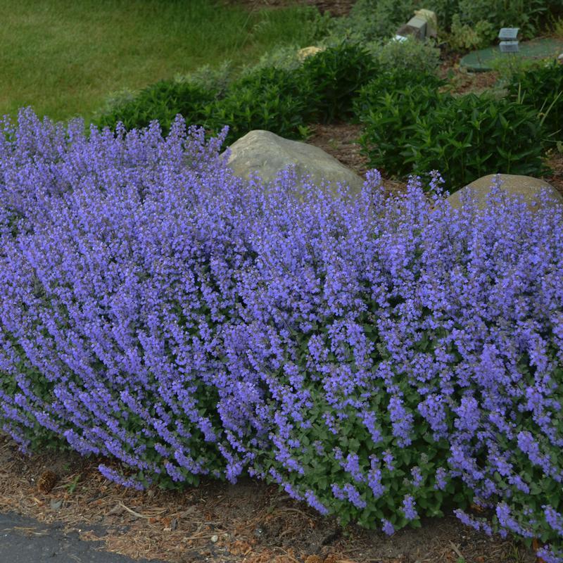 G1638 Nepeta X Faassenii Purrsian Blue 3 86ec0b86 5f6f 4b7a 8c38 373c36d2e292 from www redcrocus com