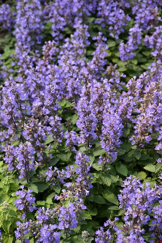G1638 Nepeta X Faassenii Purrsian Blue 4 574bb15a Aa81 42d7 9a10 B04338d4afdd from www redcrocus com