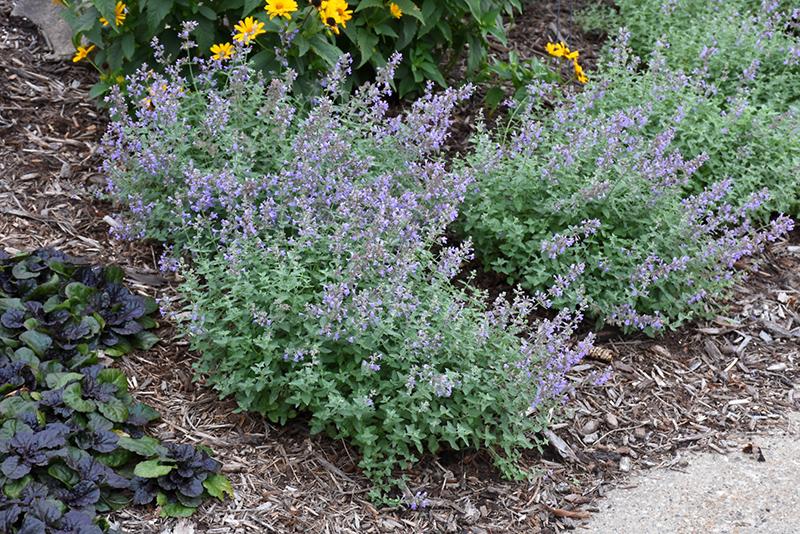 G1638 Nepeta X Faassenii Purrsian Blue 5 Eefc9fcf F1be 4342 906f 6c540d79edbd from www redcrocus com
