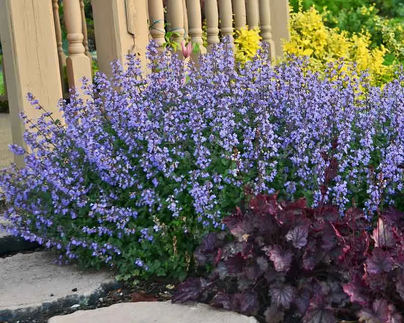 G1638 Nepeta X Faassenii Purrsian Blue 7 17f3a5fc A262 435c B745 0ad752d90934 from www redcrocus com