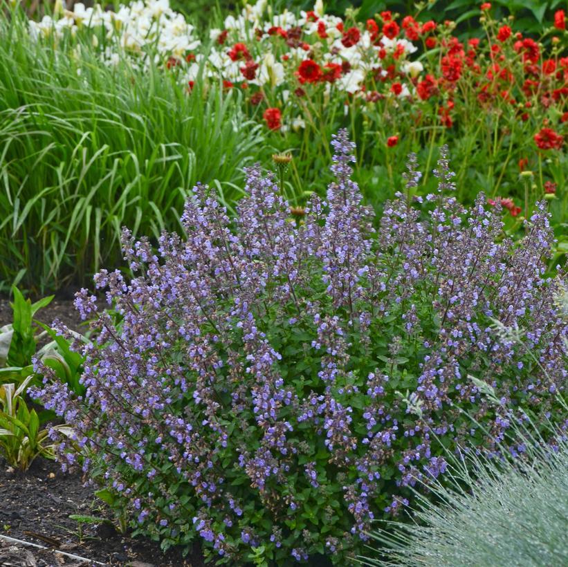 G1638 Nepeta X Faassenii Purrsian Blue 7 3101bae7 6808 447b 8f65 30ef0504aa8a from www redcrocus com