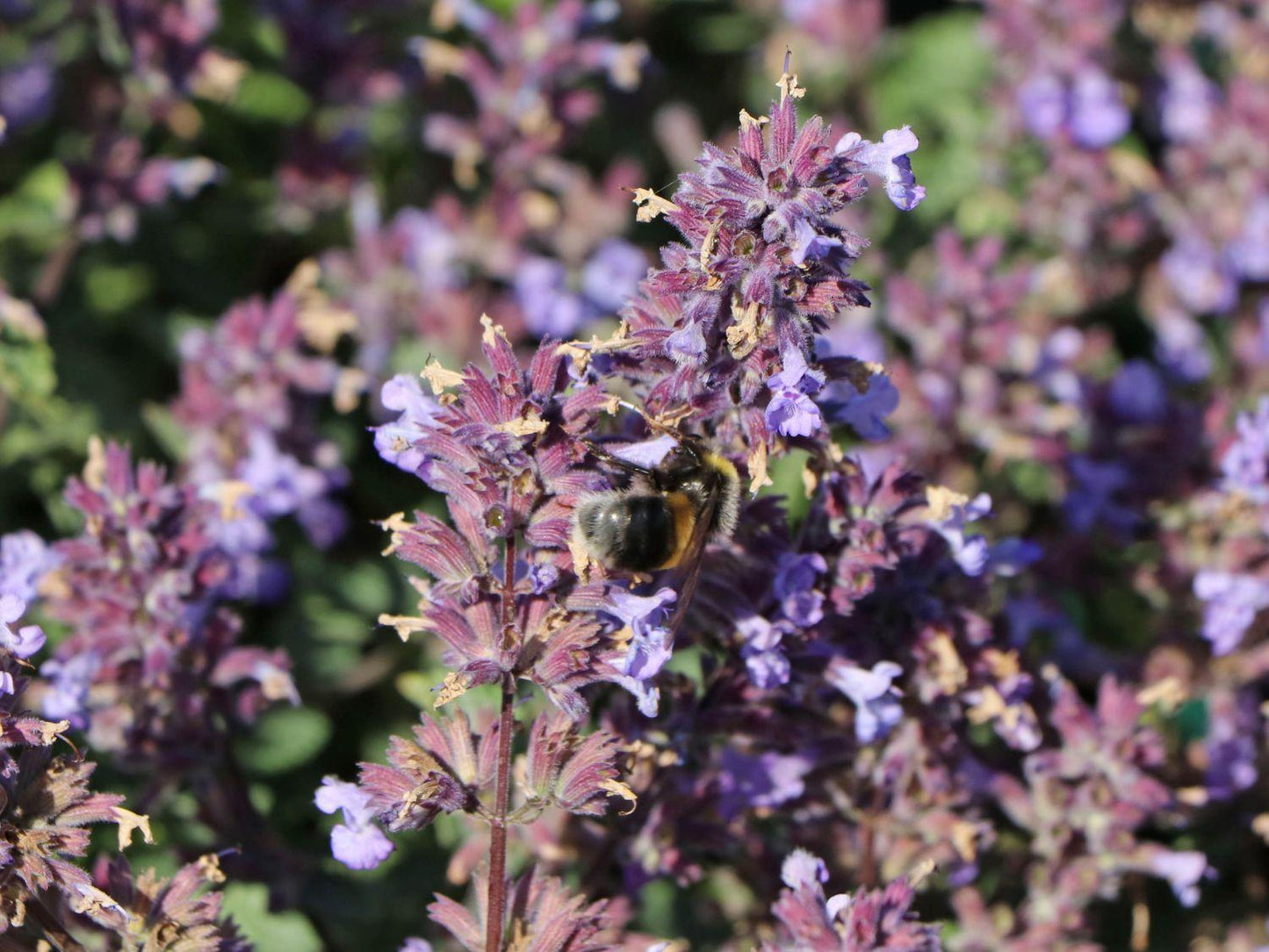 G1638 Nepeta X Faassenii Purrsian Blue 8 8d9be7d0 6dc8 482d 8b2c 63001ed194d2 from www redcrocus com