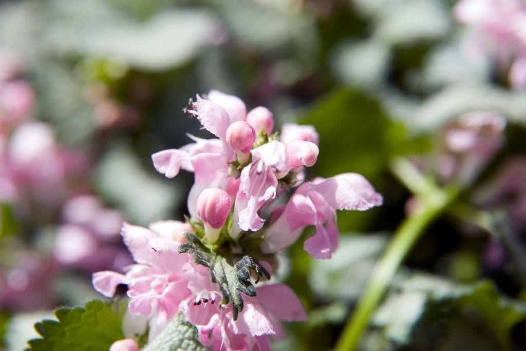 G164 Lamium Maculatum Pink Pewter - View 10 from www redcrocus com