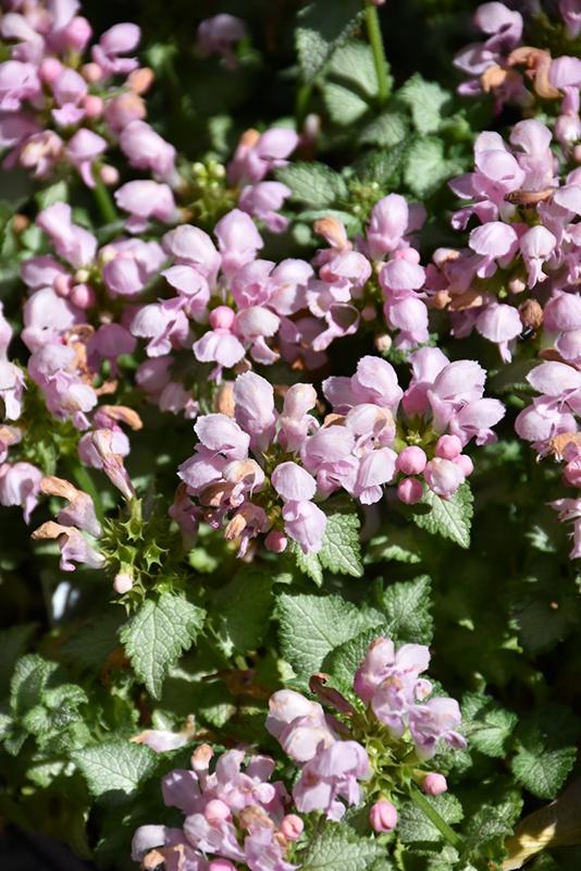 G164 Lamium Maculatum Pink Pewter 11 2bee66a4 02ba 4210 Ad43 7b59cf03bd31 from www redcrocus com