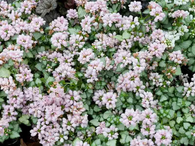 G164 Lamium Maculatum Pink Pewter 11 4332f497 8ce6 4ab7 96ac 31596da8cbe7 from www redcrocus com