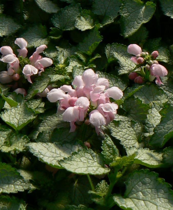 G164 Lamium Maculatum Pink Pewter - View 12 from www redcrocus com