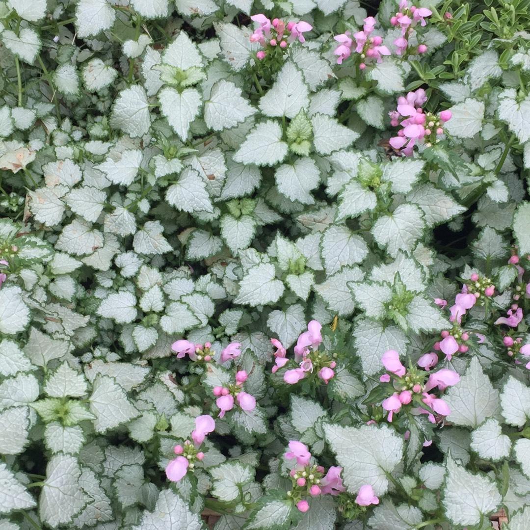 G164 Lamium Maculatum Pink Pewter - View 13 from www redcrocus com
