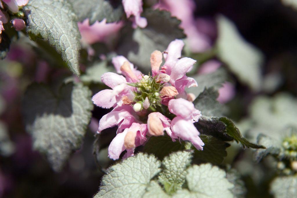 G164 Lamium Maculatum Pink Pewter - View 14 from www redcrocus com