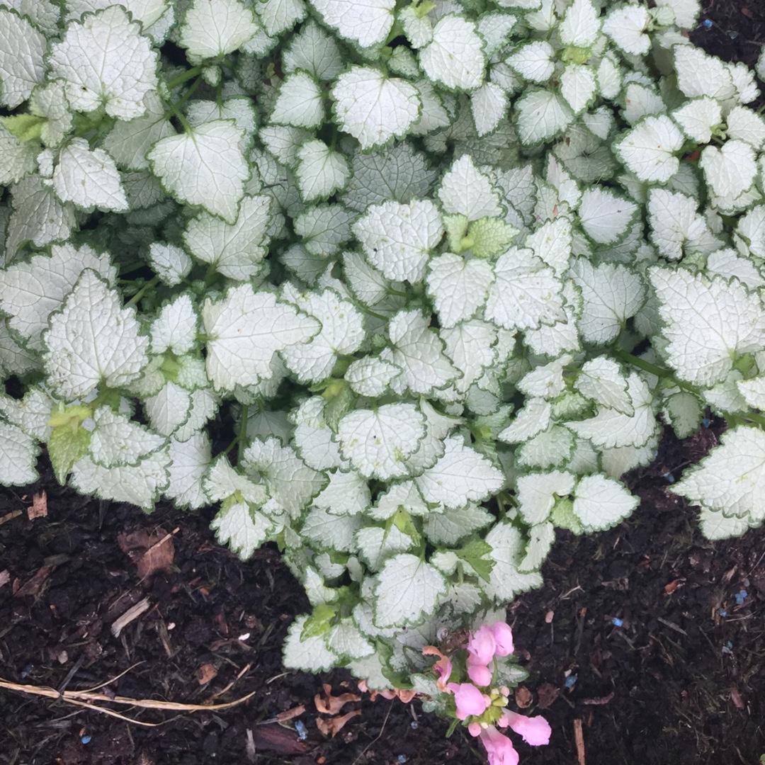 G164 Lamium Maculatum Pink Pewter 15 6ed1821d D76d 4280 8b67 C8ed48f830c1 from www redcrocus com