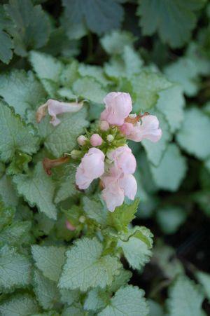 G164 Lamium Maculatum Pink Pewter - View 16 from www redcrocus com