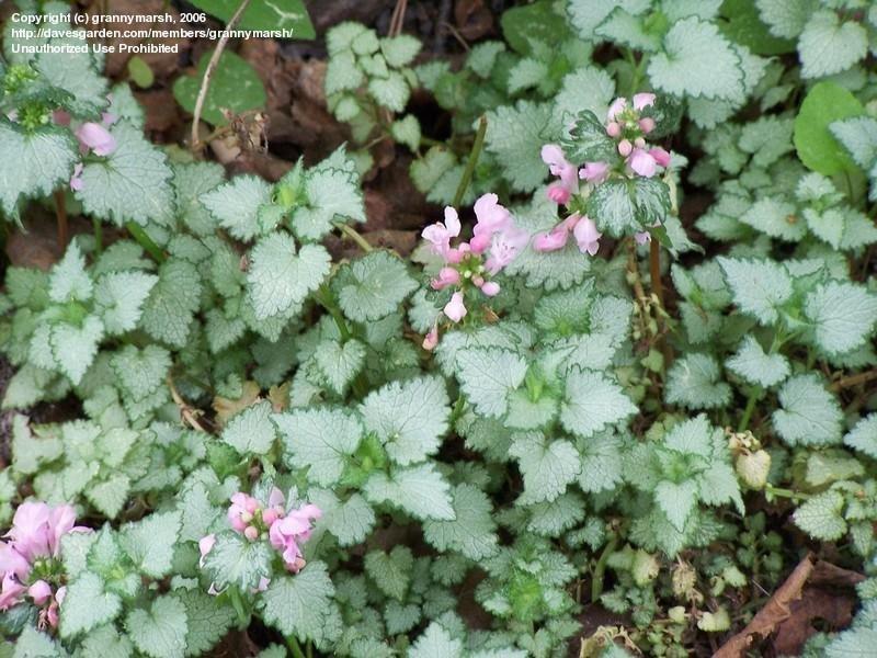 G164 Lamium Maculatum Pink Pewter - View 17 from www redcrocus com